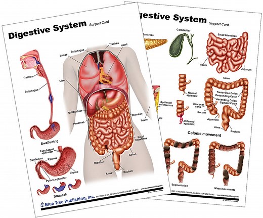 Digestive System Anatomical Chart and Poster - Etsy