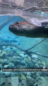 5.2K views · 235 reactions | Behind the scenes with #NorthAmericanRiverOtter Winston and zookeeper Mary Beth McConnell!簾 #toledozoo #toledoohio #otter #zookeeper #zookeeperlife #behindthescenes #zookeepers #zooanimals #otters #cuteanimals #reels #tiktok | The Toledo Zoo | Facebook