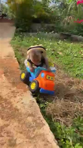 Adorable Baby Monkey Playing