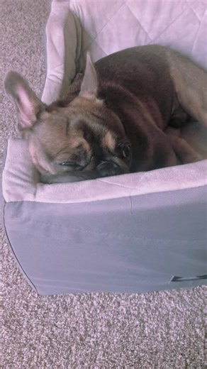 Cooper the French bull dog (@cooperthefrenchy)’s videos with Spot for My Snoot / Hydration Is Important - Puppy Songs