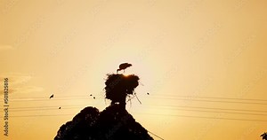 Storks family in a bird nest. Stork feeding little baby birds, sunset view