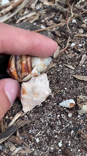 Exploring Wild Land Hermit Crabs