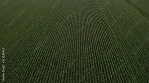 Tilt aerial drone shot of green crops in the countryside farmland of Ukraine