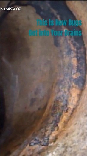 Preventing Drain Bugs: Keep Your Home Bug-Free!