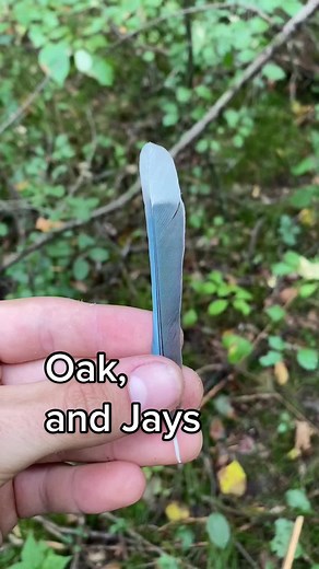 Oaks and Jays, they go way back #fyp #forestry #forest #trees #bigtree #nativeplanttok #nativeplants #hickory #forestrytok #forester #plants #botany #nature #hiking #fishing #backpacking #camping #ecology #ecologytok #planttok