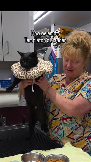 Templeton has Manx syndrome. But his cystostomy was not caused by Manx syndrome itself. When I got him, he already had significant urine and fecal scald that had severely damaged his genital tissue. The surgical diversion was necessary because of that tissue damage — not simply because he is Manx. Manx syndrome is a spectrum. With early bladder monitoring, hygiene support, and proactive care, many Manx cats never face complications like this. I share this to educate — not to scare. Early interve
