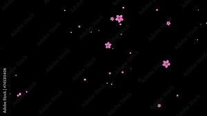 Exploding spiral small pink cherry blossom flowers and petals, spring animation transition, isolated on black background.