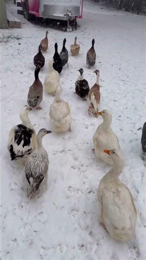 Return of the Bug Patrol Ducks. #ducks #pets #farming