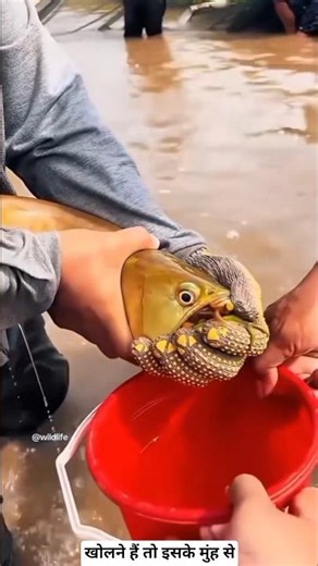 This fish is a mouthbrooder 🤯 #shorts