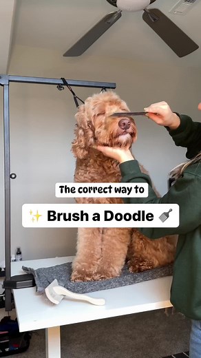 ✨ The correct way to BRUSH A DOODLE! 🪮 You’ll need a Slicker Brush, Dematting Comb, and tooth comb! Depending on the haircut and coat, groomers highly suggest brushing every other day! • you’ll want to line brush • start by holding sections of fur in opposite direction and w slicker brush, brush in direction of fur • check your work using a comb • place comb down to skin and it should easily pass fur • rinse and repeat 🔁 • *optional* if areas are matted very carefully use a dematting comb to b