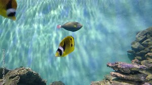 Raccoon butterflyfish (Chaetodon lunula), also known as lunule butterflyfish swimming in aquarium, Institute of Oceanography, Nha Trang city, Vietnam.