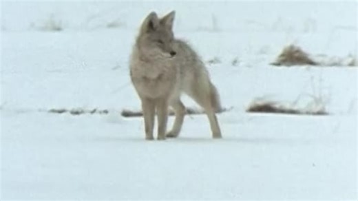 The Planet's Funniest Animals S01:E07 - Episode 7