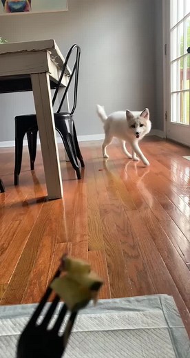 Discover the Marvelous Marble Fox