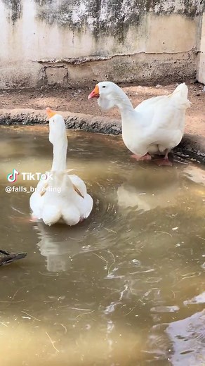 @Ferme Parc BDD @khaliltouba04 @Bonkory Farm #pourtoi #viral_video #fypp #elevage #breeder #breeder