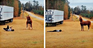 Owner Pranks His Horse But Horse’s Reaction Has Internet In Laughter