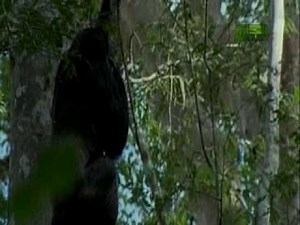 Chimpanzee Cannibalism