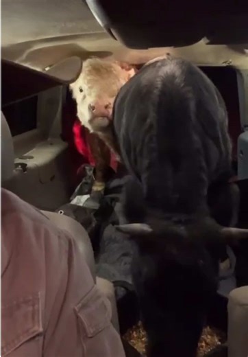 Moove over #muffinmanthebull #bullsoftiktok #farmtok #livehighlights #tiktoklive