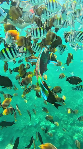 the best snorkeling and scuba diving in amed! hit us at  6281236090406 #amed_bali #amedsnorkelingtrip #amed_snorkeling_tour #snorkelingamed #amed