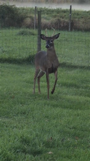 Just another beautiful peaceful morning at the stables | Elysian Field Stables