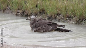 Pale chanting goshawk taking a bath