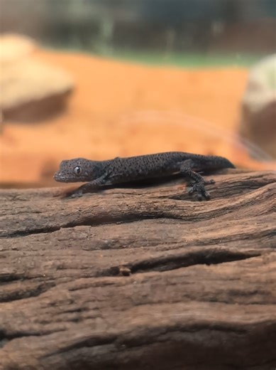 Baby Golden-Tailed Gecko Name Reveal and Care Tips