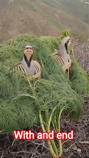 bird sounds#beautiful#cute#birds #shots #viral #ytshorts #animals #wildlife #birds #cutebirds