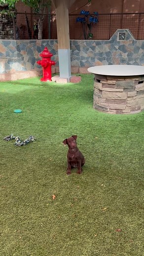 Black and brown puppies everywhere you look! 😍 Our adorable Lab mix babies are officially ready to find their forever families. Check out our previous post for all the info. | Stealing Hearts Rescue