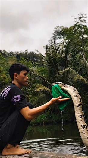 Ifan RA II on Instagram: "P1t0n b4w4 k0l0r 1j0🐍😬 #anaconda #trending #snack #python #vidioai"