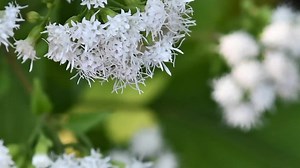 Plant Chats with Val- White Snakeroot - Frederick Law Olmsted National Historic Site (U.S. National Park Service)