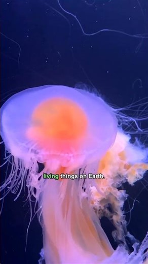 The Ocean's Alien Invasion #Jellyfish #Wildlife #Animalfacts