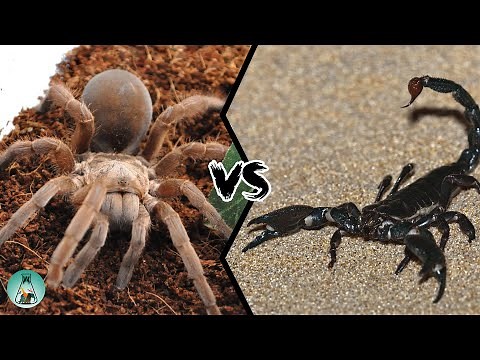 SPIDER VS SCORPION - Who is the king of the arachnids?