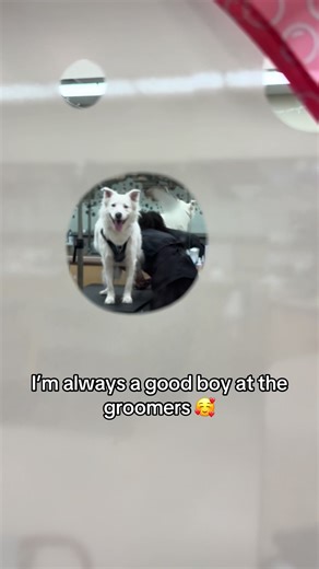 Pampered Dog Grooming Experience at PetSmart