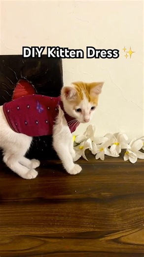 DIY Kitten Dress 💝 #diy #crafts