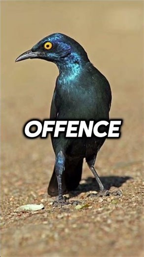 Cape Starling Vs Greater Blue-eared Starling