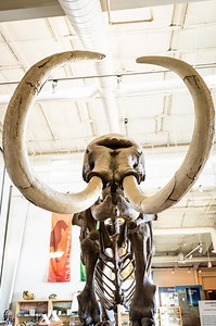 Looking for a fun way to entertain the kids over break? Check out the Fossil Discovery Center, where you can dig for fossils, explore a "Pleistocene Pond" and even meet a giant mammoth! Learn more: https://visitcaliforniagrown.com/article/fossil-discovery-center | California Grown