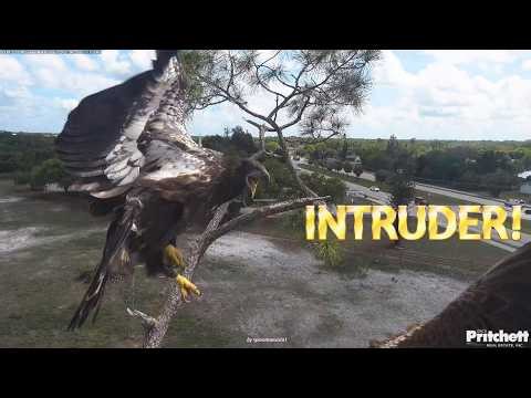 SWFL Eagles - Immature INTRUDER Try To Steal E26's Fish & Is Chased Away By Dad!🐟 4.6.26