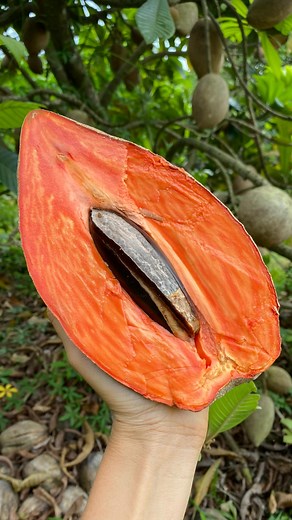 Miami Fruit on Instagram: "What do you call this fruit where you’re from? 😍 Mamey Sapote season just started and is expected to ramp up in a couple weeks 🧡 Pouteria sapota, the mamey sapote, is a species of tree native to Mexico and Central America. This fruit is popular in many Latin American countries. The word “sapote” is from the Aztec word tzapotl, which means soft, sweet fruits. The variety of Mamey Sapote in this video is called Magaña. Wait until your Mamey Sapote is soft all over befo