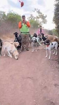 DOGEX: Pickle and Poo walk dogs #packwalk #basketball #dogpoop #packleader #poop #dogs