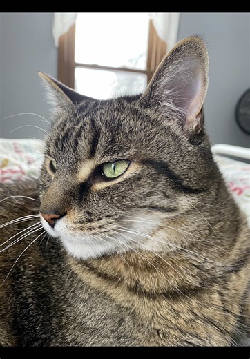 A little reflection today as well as feeling sentimental. Dipper lived with us for 11 years. He moved out with our daughter 2 years ago, he is her cat so naturally he went to live with her. I’ve had a cat in my life ever since I was in 6th grade. The house has felt empty and we miss him being here with us. It’s a 54° and sunny day here today in Michigan. First thing I did was open my bedroom window. Dipper was immediately there and in the window. It was his favorite spot. 💕 I’m just missing him