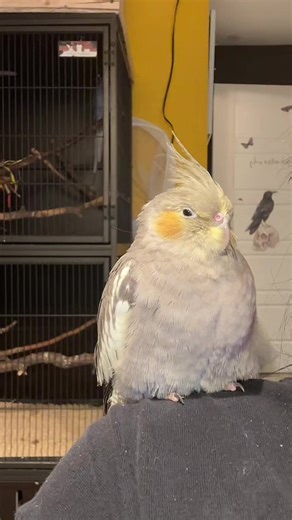Understanding Cockatiel Behavior and Care