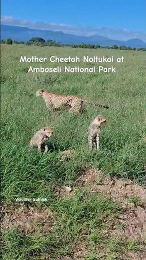 Mother Cheetah Noltukai with her 3 cubs in Grasslands of Amboseli National Park, Kenya 🇰🇪