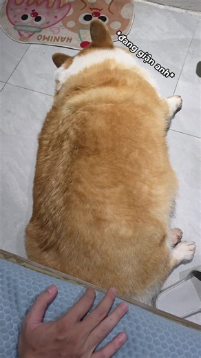 Cái con voi còi này, hơi tí giận dỗi anh #corgi #dog #dogsofttiktok #cutedog #corgisoftiktok