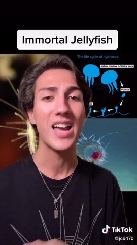 Fascinating Facts About Jellyfish Biology and the Immortal Jellyfish