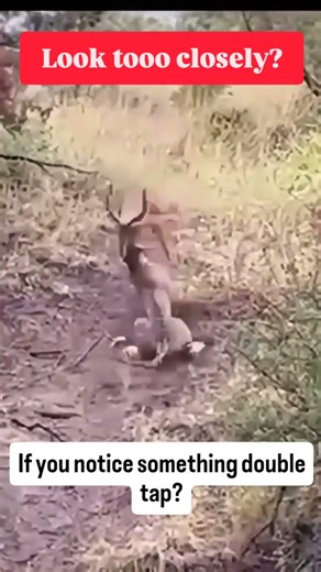 leaopard perfect catch can you look before? #leopard #animal #wild #trend #viral #uk #usa