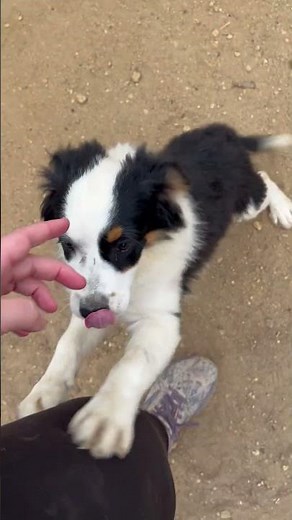 **ADOPTED** 3/29/26 Drako Australian Shepherd/Australian Cattle Dog 4 Months Lucky Paws Doghouse OK
