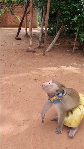 Shally Monkey's Bad Behavior with Mom #animal #monkey #shally #funny #yaya #babymonkey #animals