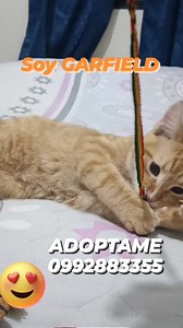  ADOPTAME SOY GARFIELD  Soy un lindo y peludito Gatito rescatado...