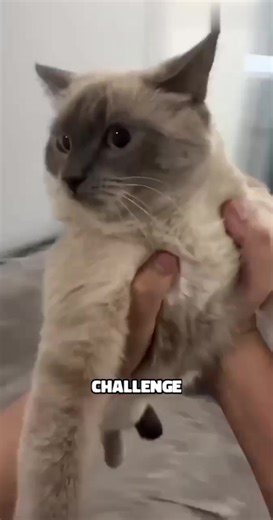 Popular TikTok challenges of the year 2023 for more vedios follow us on social accounts #popular #growmyaccount #viral #foryoupageofficiall #unfreezemyacount #year #challanges