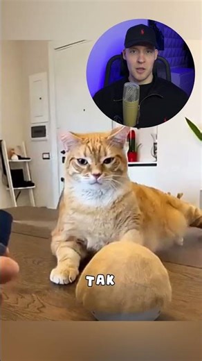 Made a cap out of cat fur😂 #cats #animals #shorts