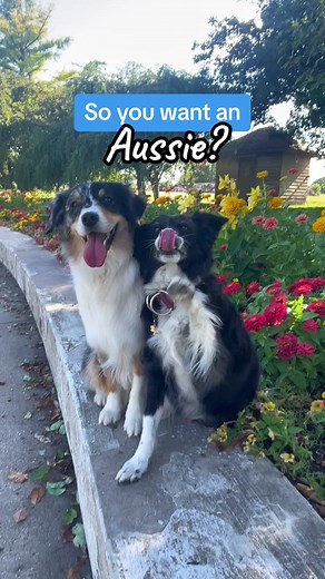 Think an Aussie is for you?? Use this checklist to find out ⤵️ ✅ You enjoy being active and getting outdoors for more than just a walk around the block. Aussies typically need at least one hour of dedicated exercise per day combined with mental enrichment. ✅ You are open to or interested in training your dog. Aussies are very prone to developing neurotic behaviors like herding, nipping, barking, reactivity, and anxiety if they are not given structure and basic training ground rules. ✅ You are ok